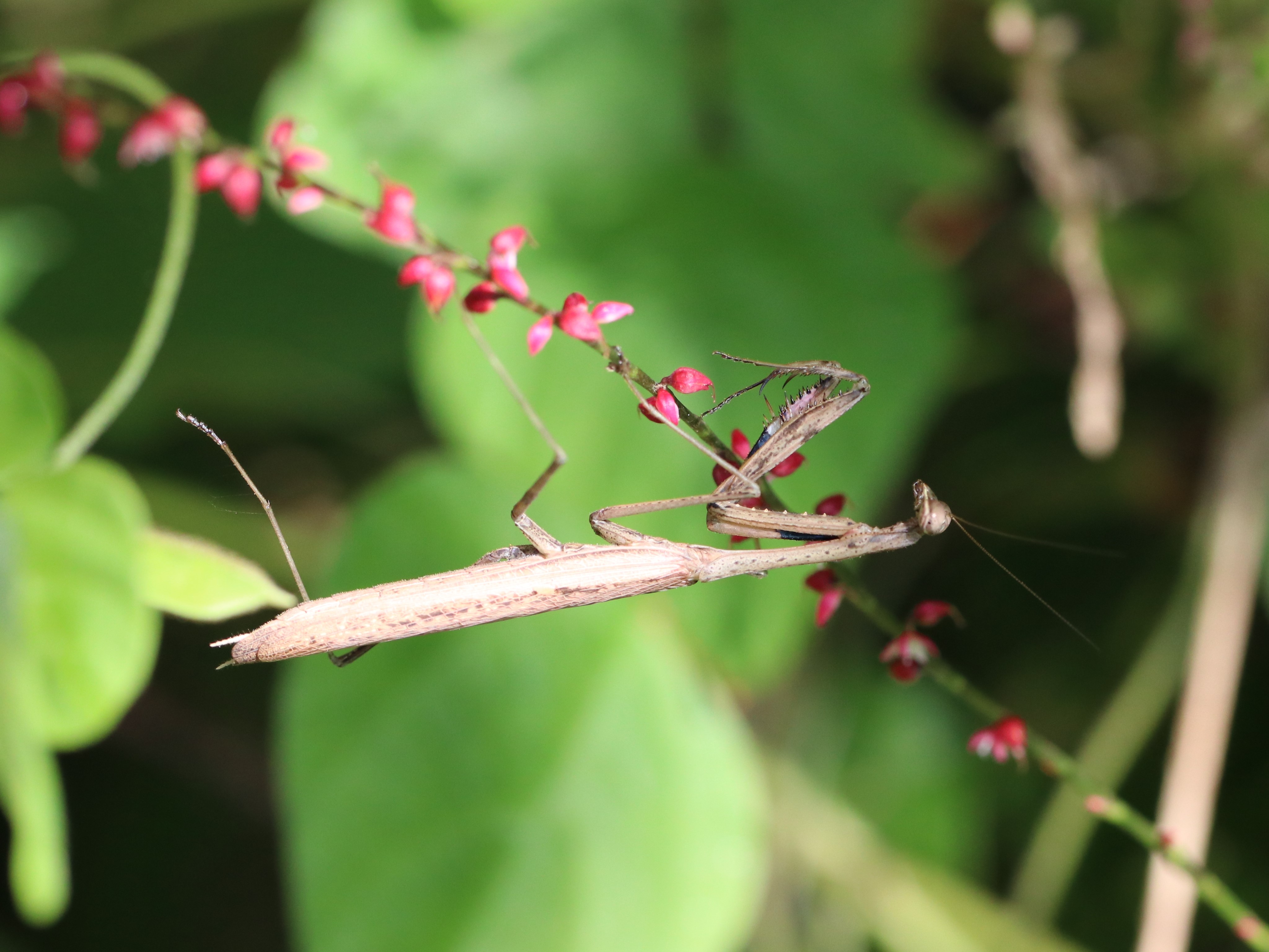 コカマキリ